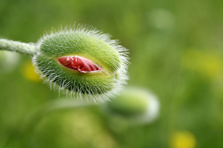 Fotoposter Erwachender Mohn 1