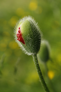 Fotoposter Erwachender Mohn 2