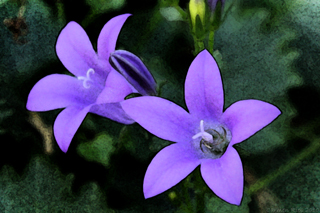Fotoposter Lila Blüten