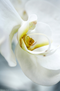 Fotoposter Orchidee