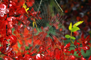 Fotoposter Spinnennetz im Herbst