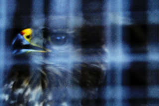 Fotoposter Vogel hinter Gitter