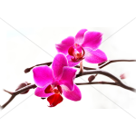 photo_orchids_1